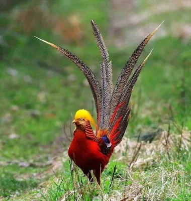 Фазан (Phasianus colchicus). Фотогалерея птиц. Фотографии птиц России,  Беларуси, Украины, Казахстана, Таджикистана, Азербайджана.