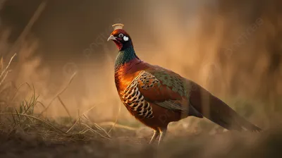 Ring-necked/Green Pheasant - eBird