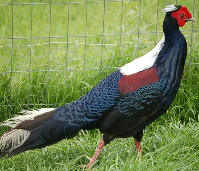 Фазан (Phasianus colchicus). Фотогалерея птиц. Фотографии птиц России,  Беларуси, Украины, Казахстана, Таджикистана, Азербайджана.