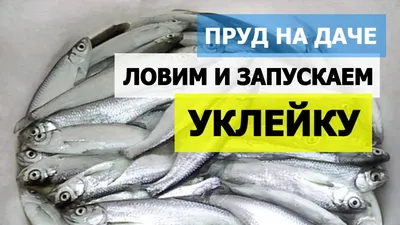 🍫Шоколад 1.1 кг🍫Сушена в'ялена рибка 🐠 ⚓️Сушеная рыбка 🐟 on Instagram:  \"✨Сушенный себель✨ 🔥Свежая рыбка, идеальная засолка и просушка 🐟 Жирный,  малосольный, преимущественно с икрой 💰Связка (10 шт) - 20 гривен, 1