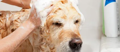 Фоновые картинки с себореей у собак: скачать в jpg формате бесплатно
