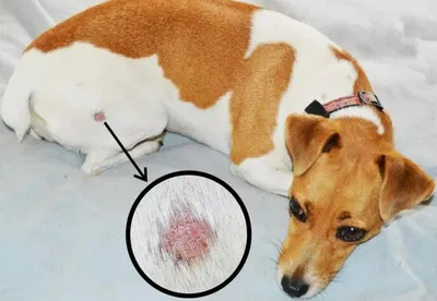 Себорейный дерматит у собак фотографии