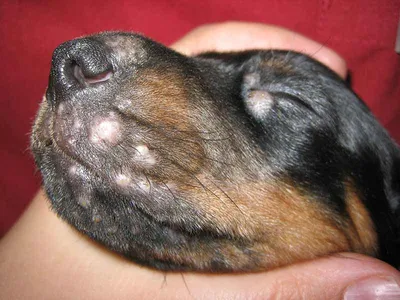 Фотографии с себорейным дерматитом у собак: выбирайте размер изображения