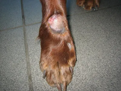 Картинки с себорейным дерматитом у собак: бесплатно и в отличном качестве