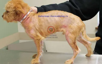Изображения с себорейным дерматитом у собак