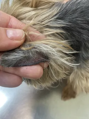 Картинки с себорейным дерматитом у собак: различные форматы изображений