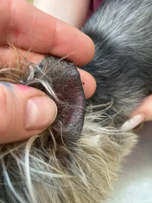 Себорейный дерматит у собак: фото и картинки для фонового использования