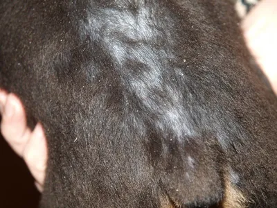 Фото с себорейным дерматитом у собак: выберите нужный размер