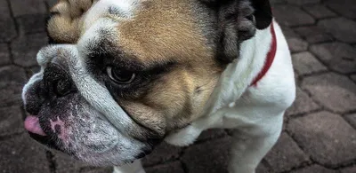 Картинки с себорейным дерматитом у собак: бесплатно и в разных размерах