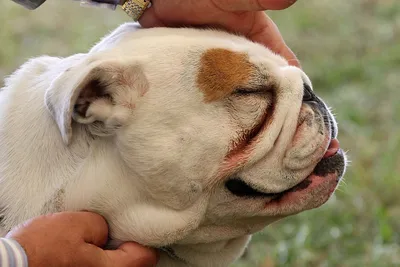 Фотографии с себорейным дерматитом у собак: доступные форматы изображений