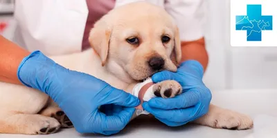Себорейный дерматит у собак: фото и обои для украшения