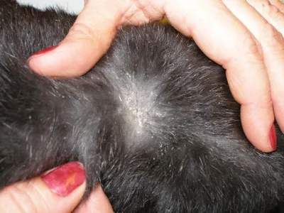 Фото с себорейным дерматитом у собак: скачать бесплатно в хорошем качестве