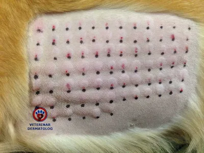 Фото с себорейным дерматитом у собак: JPG-формат
