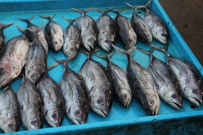 Рыба мечты: в этой недорогой рыбе больше всего фосфора | Эксперты объясняют  от Роскачества