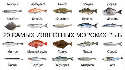 Топ 10 видов съедобной рыбы в Средиземном море. Анталия. | Все о Турции |  Дзен