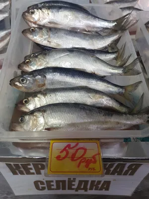 fish рыба сельдь селедка Stock Photo | Adobe Stock