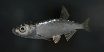 Рыба уклейка (верхоплавка, бакля, уклея, щеклея, верховодка, себель): фото  и описание