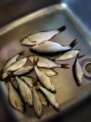 Рыбало за карасем | Пикабу