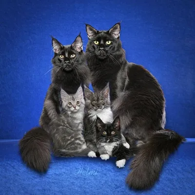 Семья котов картинки
