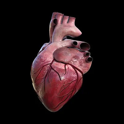 Сердце человека фото