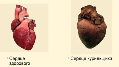 Сердце курящего человека фото