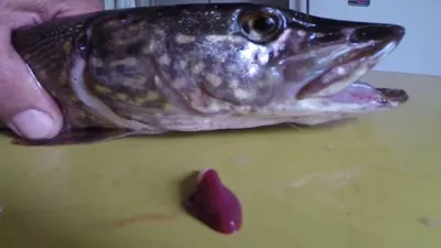 Сердце рыбы щуки бьётся, видео rybachil.ru - YouTube
