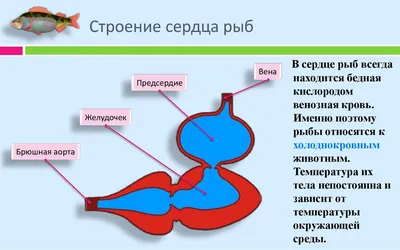 Строение и жизнедеятельность рыб | Биология 7 класс