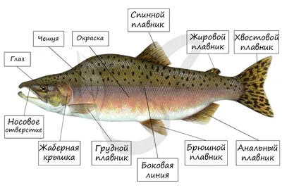 Внутреннее строение рыб - online presentation