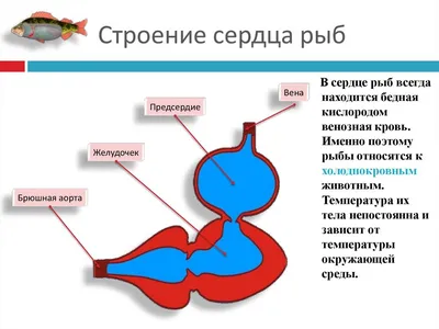 Кровеносная система рыб. Органы кроветворения и кровообращения | Акваловер