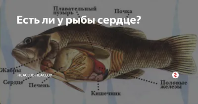 Есть ли у рыбы сердце? | Heaclub Heaclub | Дзен