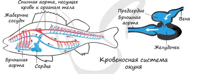 Прозрачное стеклянное сердце-аквариум…» — создано в Шедевруме