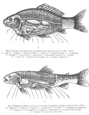 Circulation: употребление жирной рыбы защищает сердце и сосуды | МК в  Волгограде | Дзен