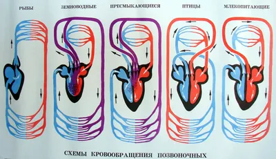 Классификация рыб согласно устройству пищеварительной системы  (Водоемы/Корма для рыб) - Aquaristics.ru
