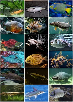 Диетолог назвал виды рыбы, которые полезны для сердца - МК