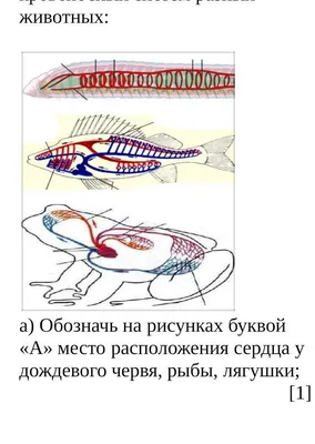 Ответы Mail.ru: SOS БІОЛОГІЯ 7 клас Які є кола кровообігу у риб. І як вони  називаються