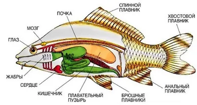 https://ria.ru/20180517/1520765013.html