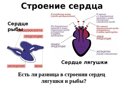 Строение рыбы: внутреннее, внешнее, боковая линия, кровеносная,  выделительная система, скелет, органы чувств