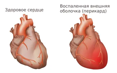 Сердце собаки: Фото в хорошем качестве для скачивания бесплатно