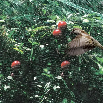 Сетка от птиц Ortoflex для защиты плодовых деревьев, клубники