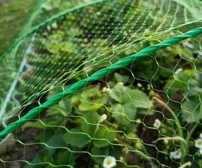 Садовая сетка от птиц 4х5 м \"Interlok\", ячейка 35х35 мм, для защиты урожая  — купить в Москве | Гарантия лучшей цены