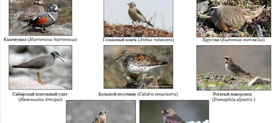 северные американские птицы установили мультипликационный персонаж 7  Иллюстрация вектора - иллюстрации насчитывающей определите, клюв: 269371233