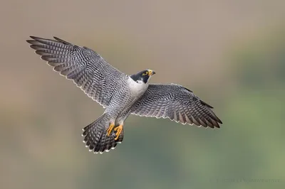 Прожорливые северные птицы опустошили костромской заповедник | K1NEWS  Кострома