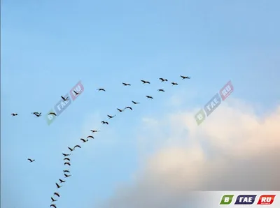 Удивительные снимки птиц делает фотограф-самоучка из Петропавловска -  05.04.2022, Sputnik Казахстан