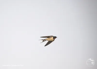 Птицы летят на Север – Поморский берег