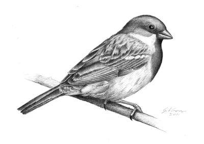 Иллюстрация Северные птицы в стиле детский, компьютерная графика |