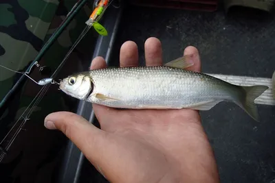 РЫБА ВЯЛЕНАЯ (СУХАЯ) ДОНСКАЯ🐟 on Instagram: \"ШАМАЙКА - ЭЛИТА вяленой рыбы  на Дону👑🏆 - НЕЖНАЯ - ЖИРНАЯ - мясо просто во рту таееет🤤 Кто пробовал,  навсегда остаётся её поклонником🤝 ‼️Это интересно‼️ Полиненасыщенные