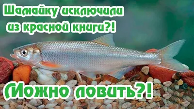 ШАМАЙКА(Шемая) В переводе с... - dried_fish_riba_05 | Facebook