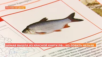 Копчёная шемая в домашних условиях: рецепт посола, процесс приготовления  холодным методом