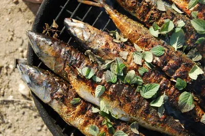 Шашлык из рыбы на мангале: шашлык из судака и сазана | Голосова.net