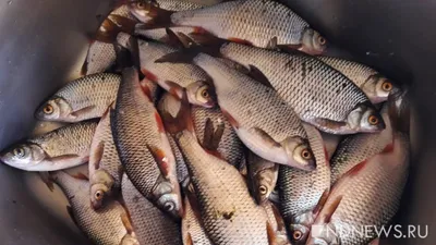 Рыба Чир: что за рыба, как приготовить? 5 вкусных рецептов